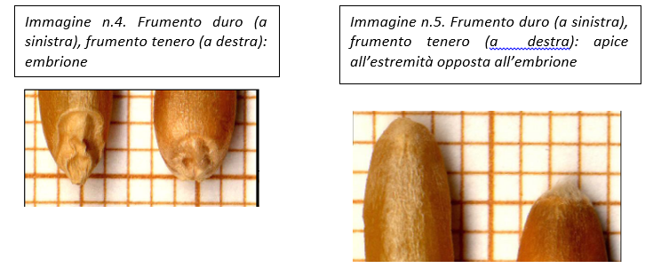 Differenza tra grano duro e grano tenero