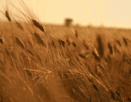 differenza tra grano duro e grano tenero