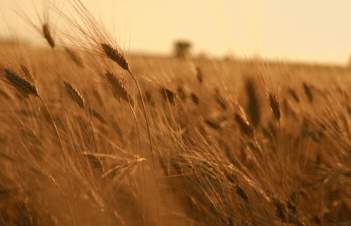 differenza tra grano duro e grano tenero