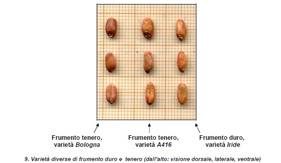 Differenza tra grano duro e grano tenero