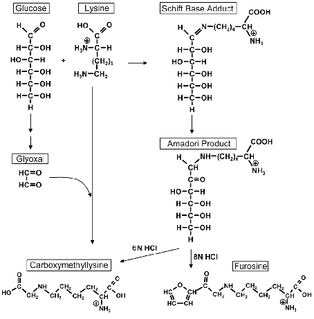 Formazione della furosina