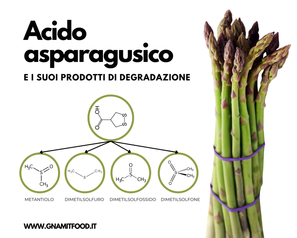 Acido asparagusico - asparagi - pipì